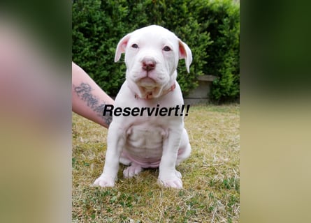 Einzigartige Bully Welpen