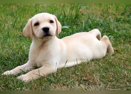 Labrador Welpen reinrassig mit Ahnentafel dürfen ab dem 25.08.25 ins neue Heim