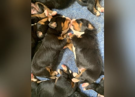 Wunderschöne Swissydog-Welpen mit Papieren - THERAPIEBEGLEITHUNDGEEIGNET