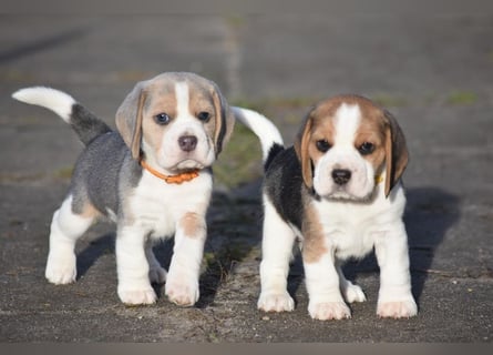Wurferwartung !  Beaglewelpen m.P.