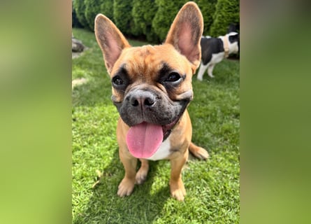 Deckrüde französische Bulldogge genetisch umfassend geprüft