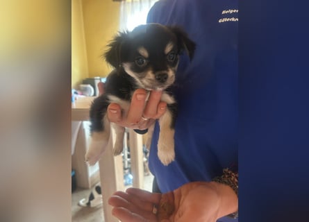 Rehpinsche- Chihuahua Mix