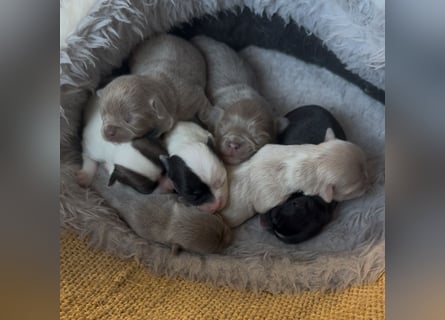 Chihuahua Welpen reinrassig Rüde
