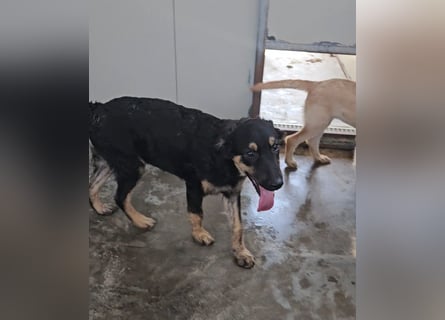 Liberotto: süßer Fratz sucht dringend Kuschelplatz