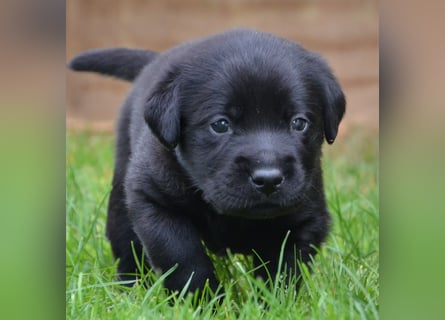 Reinrassige Labradorwelpen (Arbeitslinie)drei schwarze Mädels suchen ein schöne Zuhause