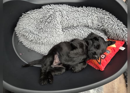 Riesenschnauzer schwarz Mrs. Gelb & Mr. Weiß