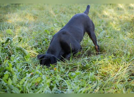 Holly: sucht DRINGEND ihre Endstelle zum Ankommen in 74906 Bad Rappenau