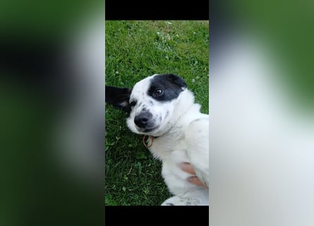 Josie sucht Herzensmensch fürs Leben
