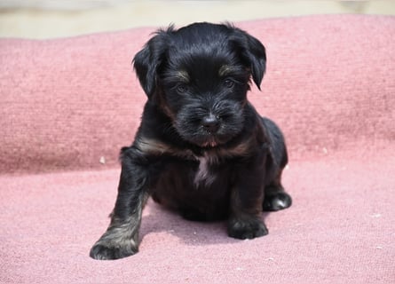 bezaubernde Tibet Terrier Welpen aus liebevoller Zucht dürfen Ende Juli ausziehen..
