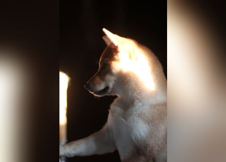 Schöne rote Shiba inu Welpe MEI,  mit FCI dokumenten