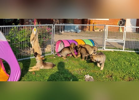 Reinrassige Schäferhund Welpen mit SV Papieren