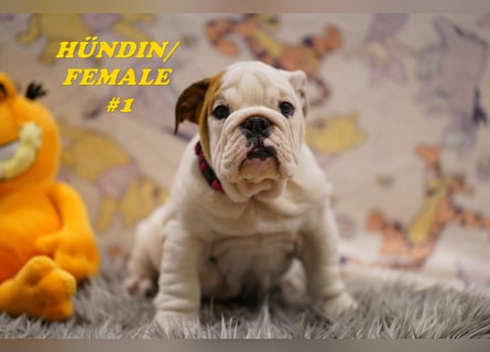 Wunderschöne & Freiatmende Englische Bulldogge Babys
