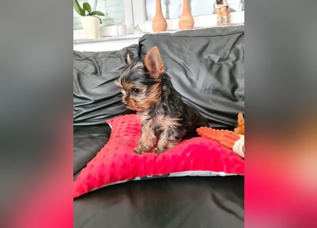 Yorkshire-Terrier Welpen,  reinrassig mit Ahnentafel sofort abgabebereit