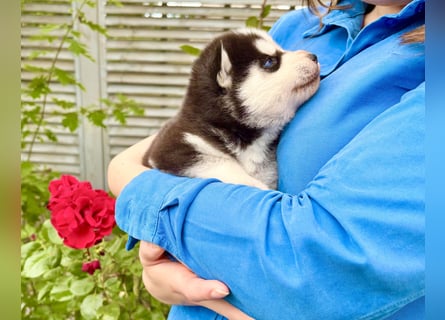 FCI Pedigree Blue Eyed Black & White Siberian Husky Champion Puppy