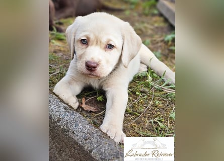 Labrador Welpen aus Körzucht