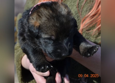 Dunkelgraue Schäferhunde aus Kör-u.Leistungzucht