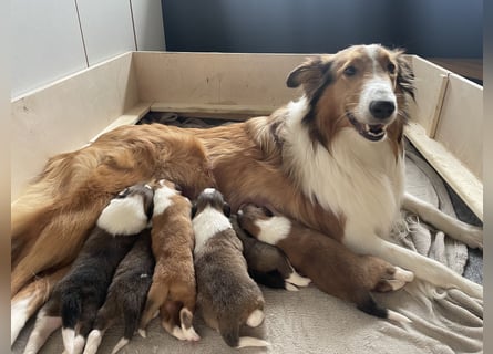 Colliewelpen suchen ein Zuhause!