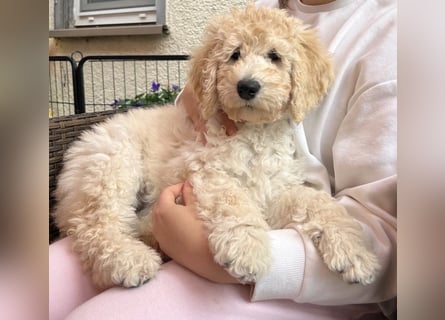 Abgabebereite Goldendoodle & Labradoodle Labrador+Golden+Retriever+Pudel Welpen