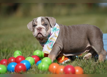 Reinrassige Freiatmende Englische Bulldogge Welpen auf Familiensuche