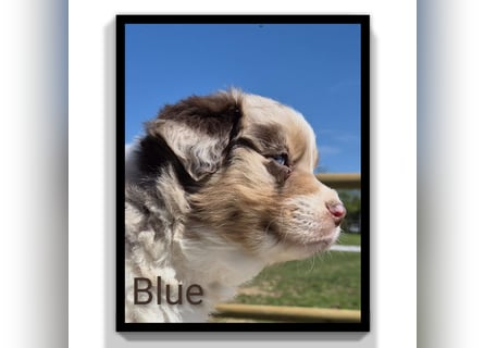 ❤️Wunderschöne ASCA Australian Shepherd Welpen ❤️