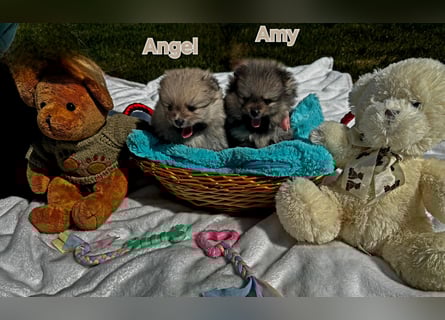 Reinrassige Pomeranian-Hündinnen mit Ahnentafel suchen ihre Traumfamilien