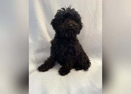Wunderschöne Mini/Medium Goldendoodle Hündin in schwarz-braun zu verkaufen 6 Monate alt max.38cm
