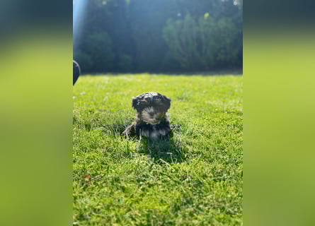 2 zuckersüße Maltipoo Welpen - Hündin