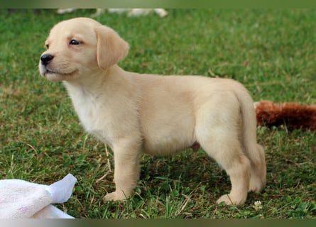 Labrador Welpen reinrassig mit Ahnentafel dürfen ab dem 25.08.25 ins neue Heim