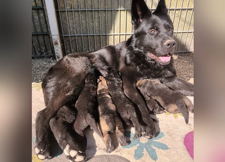 5 Reinrassige Schäferhundwelpen   abzugeben