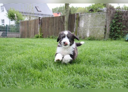 Bearded Collie Welpen, wir sind bereit für die Welt!