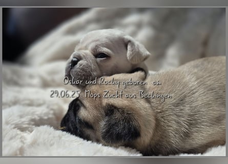Mops Welpen