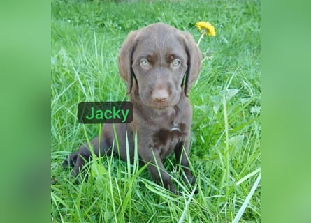 Welpen Labradoodle F1 Braun Groß Könispudel x Labrador