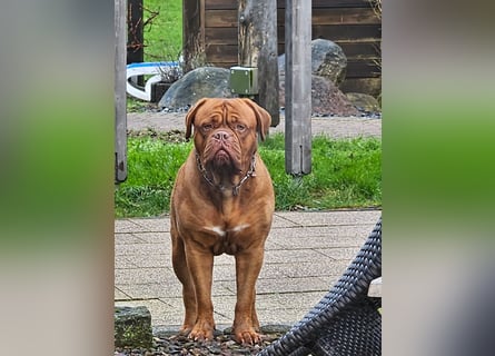 Wurfankündigung Bordeauxdogge