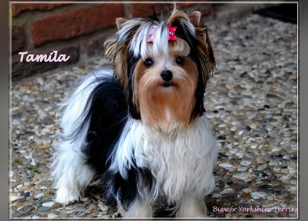 Yorkshire Terrier Welpen -verschiedene Farbgebungen u. Größen