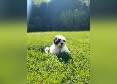 2 zuckersüße Maltipoo Welpen - Hündin