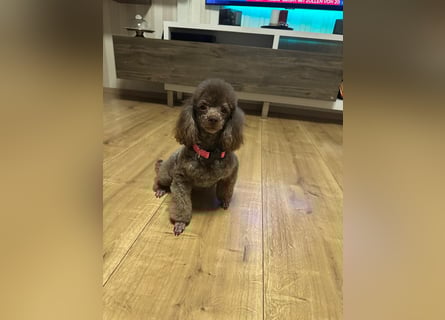 Welpen Pudel , Toypudel , Minipudel