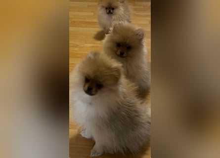 Zuckersüße Pomerania / zwergspitz Welpen