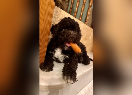 Lagotto Romagnolo Welpen reinrassige