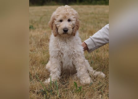 Wurfankündigung Labradoodle F1B Welpen
