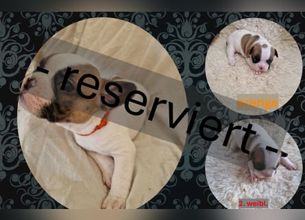 Französische Bulldoggen Welpen