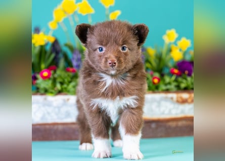 Kleinbleibende Miniature Australian Shepherd Welpen