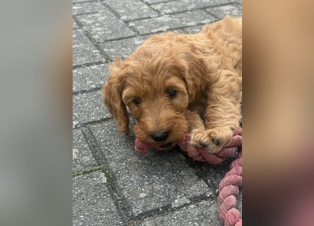 Aussiedoodle / Aussiepoo  F1b