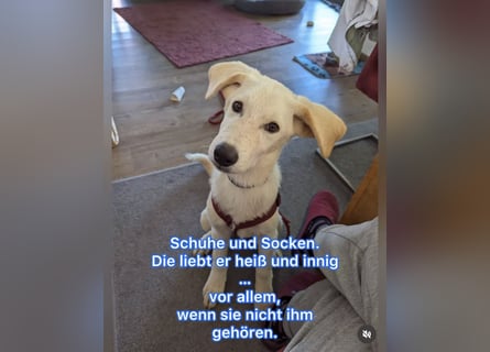 Carlo – ein kluger Dreikäsehoch auf der Suche nach seinem Platz im Leben (auf PS PLZ 87763)