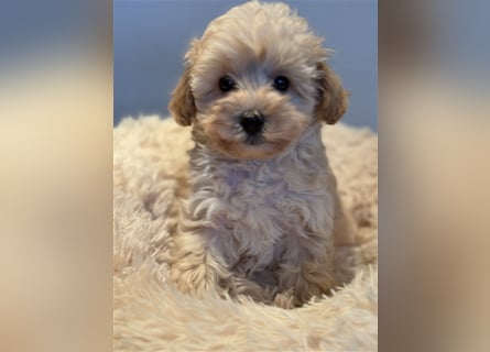 Sehr schöne Maltipoo welpen in abricot und crème farben