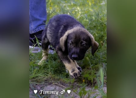 Timmy  sucht ein Zuhause