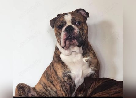 Big Boy Bruno Vom Örmser Bahnhof sucht sein Zuhause