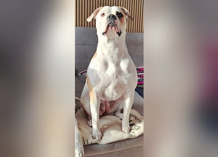 American Bulldog Welpen aus Hybrid/Standard Verpaarung ab Mitte Juni abzugeben, www.cocodin-bulls.de