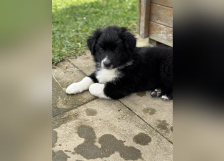 Australian Shepherd Welpen in  Black Bi