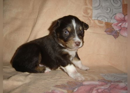 Traumhafte Mini Aussie Welpen,alle Farben, aus seriös. Zucht!