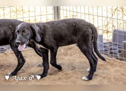 Timmy, Adam und Ajax suchen ein Zuhause